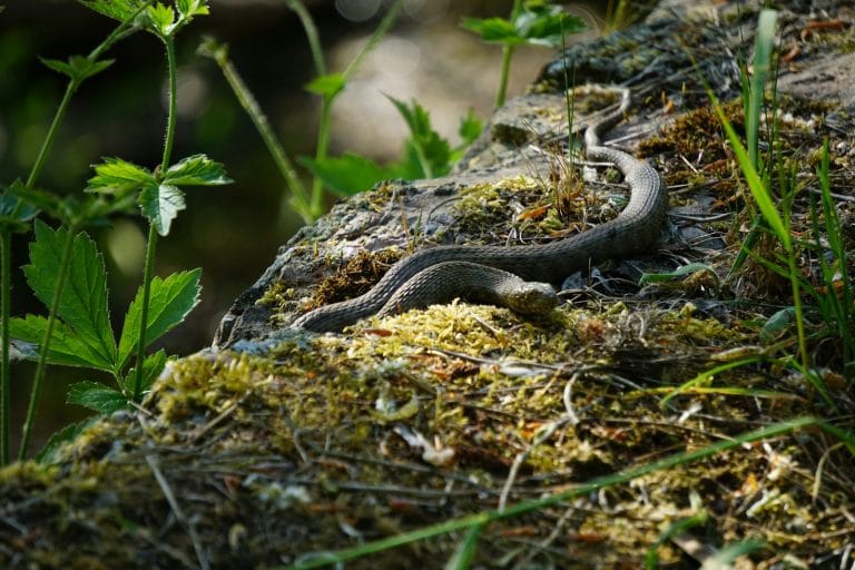 What To Do If A Snake Bites You in the land