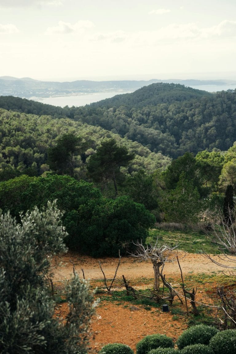 Plantas y árboles comestibles en supervivencia extrema