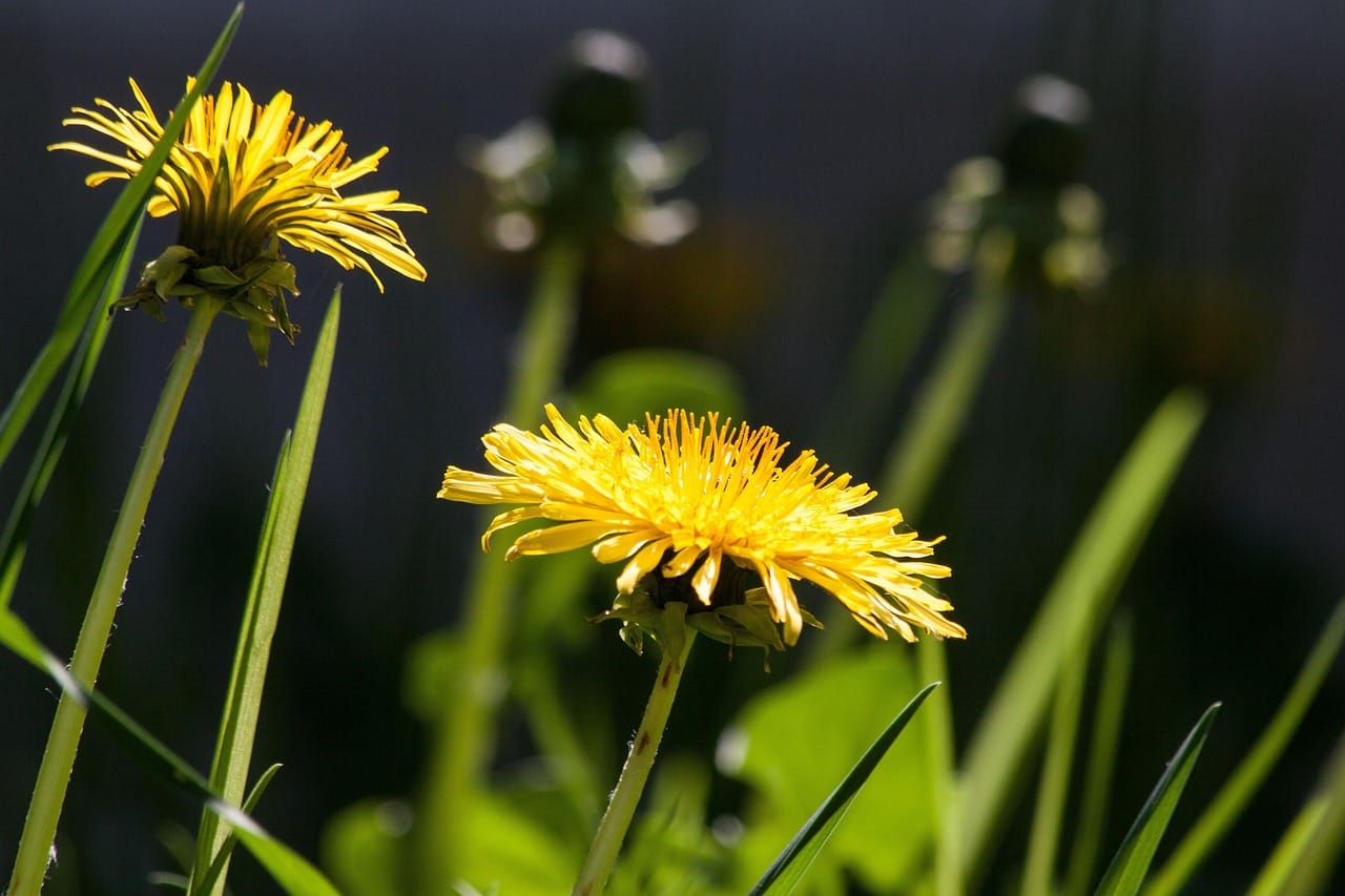 Free Common Dandelion Dandelion photo and picture
